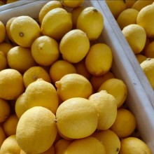 供应安岳黄柠檬