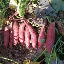 西瓜红红薯地瓜香甜可口