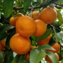 沙糖桔口感纯甜，柔软多汁，皮薄肉嫩