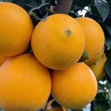 现摘现发橙子