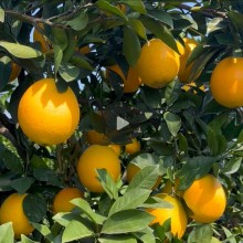 新鲜脐橙 汁多味甜