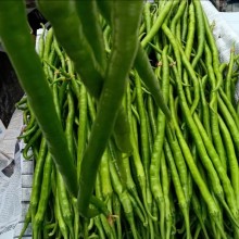 4号线椒8号线椒 二荆条 四号八号线椒 螺线椒