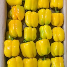 红黄彩椒，大量精品现货供应，超市，档口，电商