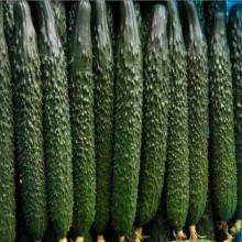 刺黄瓜 干花鲜花暖棚新秧精品黄瓜