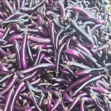 茄子基地大量货源